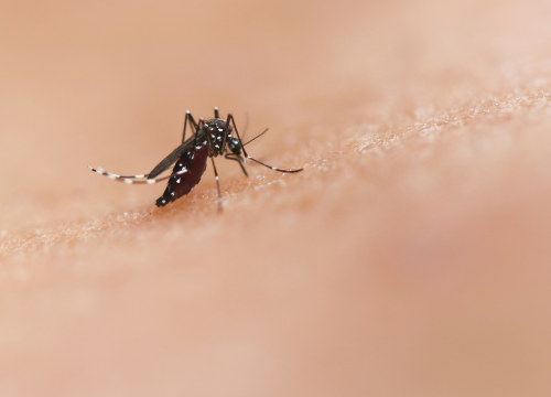 Zatvorite prozore, na otoku Prviću zaprašivanje komaraca