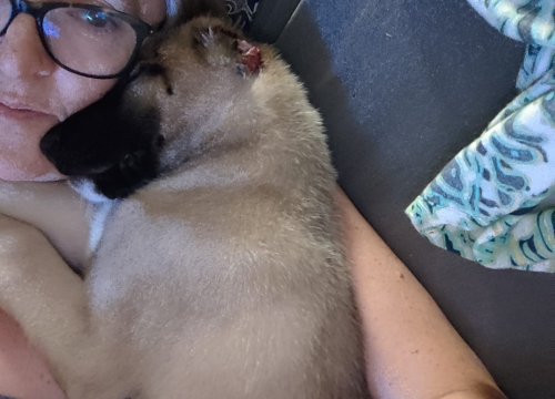 Fotografija 2 - Štene kojem je netko odrezao uši sada živi na ranču kraj Vodica: 'Kod nas je dobila dom i veliku obitelj'