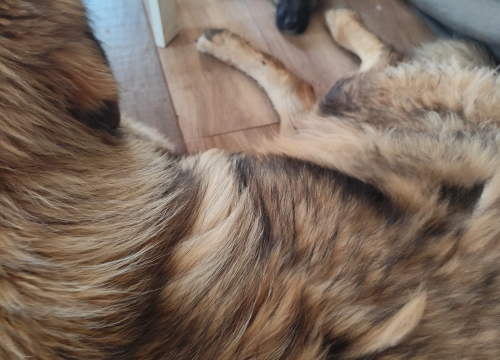 Fotografija 3 - Štene kojem je netko odrezao uši sada živi na ranču kraj Vodica: 'Kod nas je dobila dom i veliku obitelj'