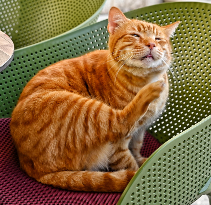 Đir po gradu, subota 1. veljače