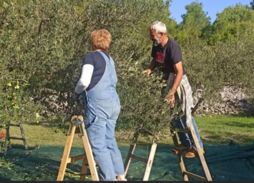 Obitelj Birin stoljećima se bavi poljoprivredom, a danas njihova ulja osvajaju svjetska zlata: 'Maslinarstvo nam je u genima'