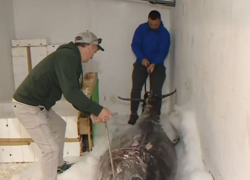 Vodički ribari Anton i Toni ulovili jednu od najvećih tuna ikada. 'Borba' s grdosijom trajala više od dva sata