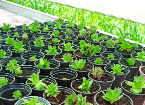 Učenici Strukovne i Tehničke škole iz Šibenika 'srce' su festivala 'Čuvarkuća - život prije markacija'