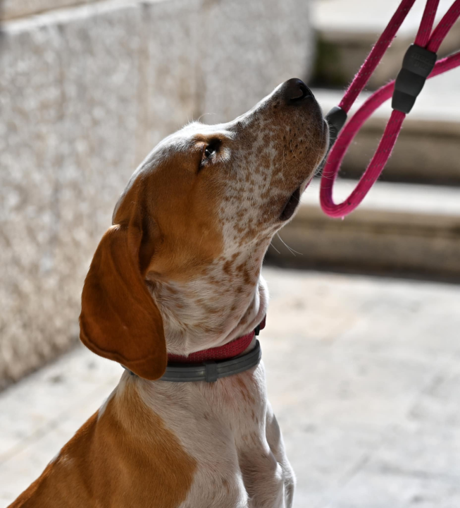 Đir po gradu, subota 19. travnja