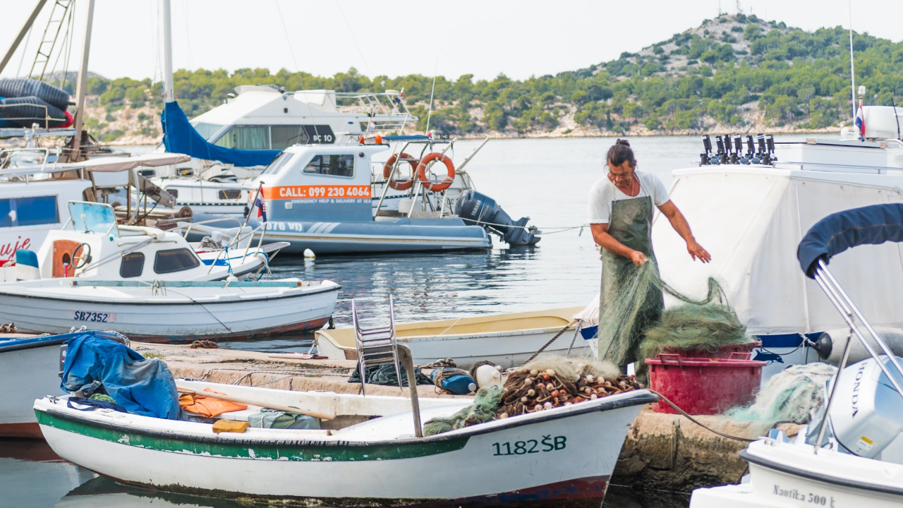 Gdje je nestala? Ulov srdele u Hrvatskoj sve manji