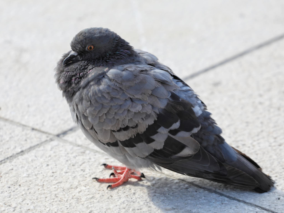 Đir po gradu, nedjelja 28. rujna