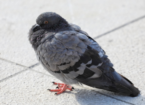 Fotografija 27 - Đir po gradu, nedjelja 28. rujna