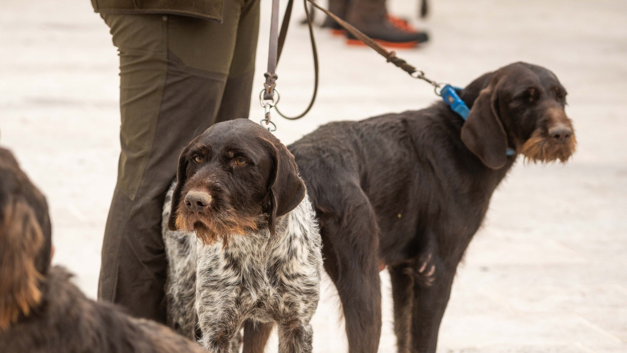 U Drnišu otvoreno Državno prvenstvo u radu lovnih pasa. Okupili se natjecatelji iz cijele Hrvatske