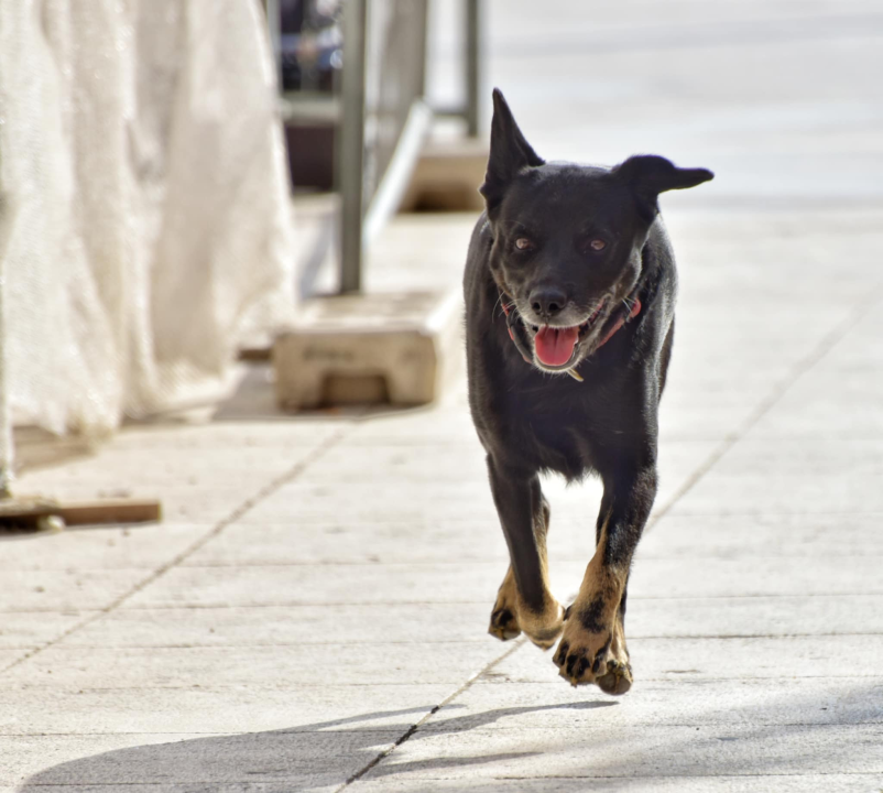 Đir po gradu, nedjelja 19. listopada