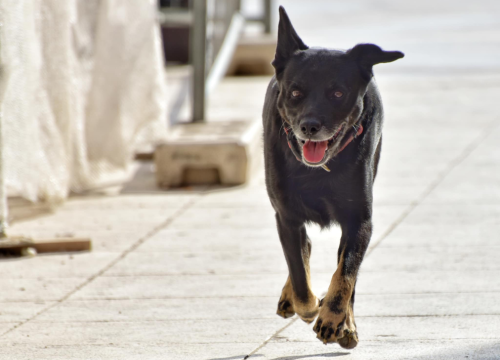 Fotografija 17 - Đir po gradu, nedjelja 19. listopada