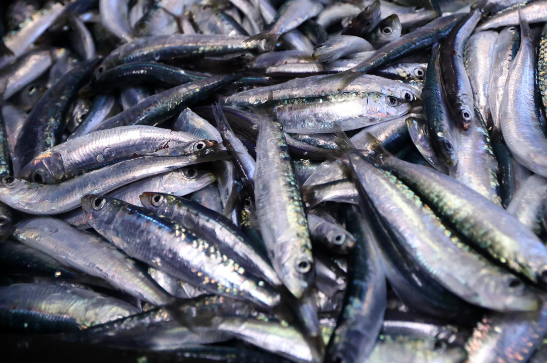 Gotov lovostaj, srdele napunile peškariju: Sve rasprodano u rekordnom roku