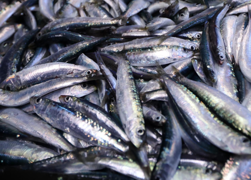 Fotografija 2 - Gotov lovostaj, srdele napunile peškariju: Sve rasprodano u rekordnom roku